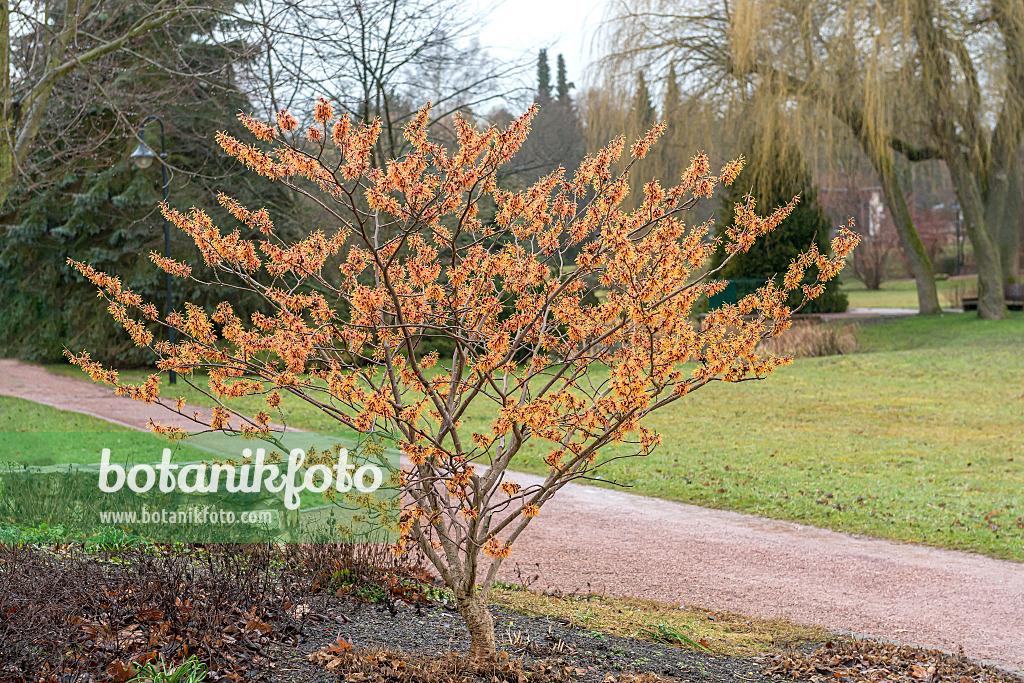 Hamamelis Intermedia Jelena - View 3 from www redcrocus com