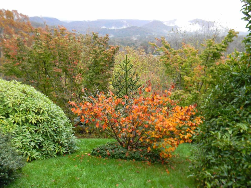 Hamamelis Intermedia Jelena - View 5 from www redcrocus com