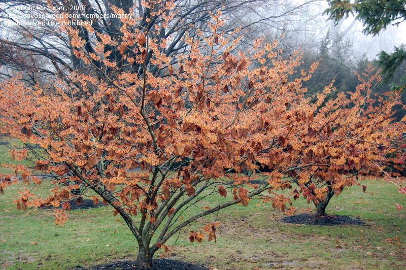 Hamamelis Intermedia Jelena - View 6 from www redcrocus com