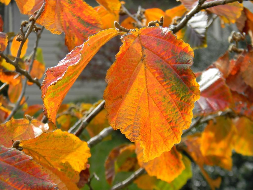 Hamamelis Intermedia Jelena - View 7 from www redcrocus com