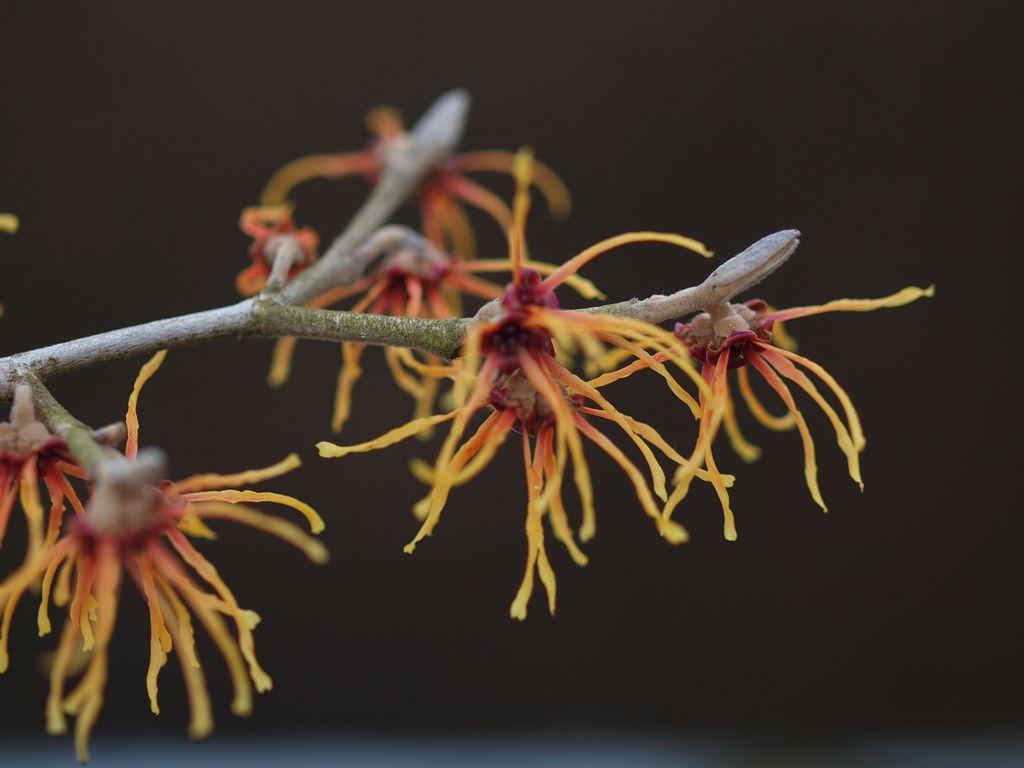Hamamelis Intermedia Jelena - View 9 from www redcrocus com