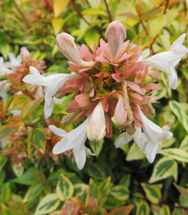 Abelia Grandiflora Kaleidoscope - View 10 from www redcrocus com