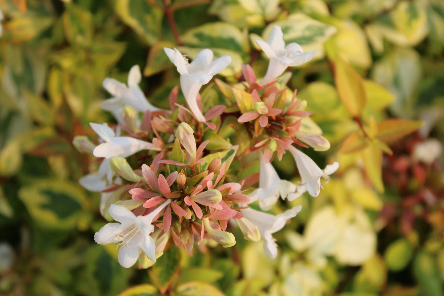 Abelia Grandiflora Kaleidoscope - View 11 from www redcrocus com