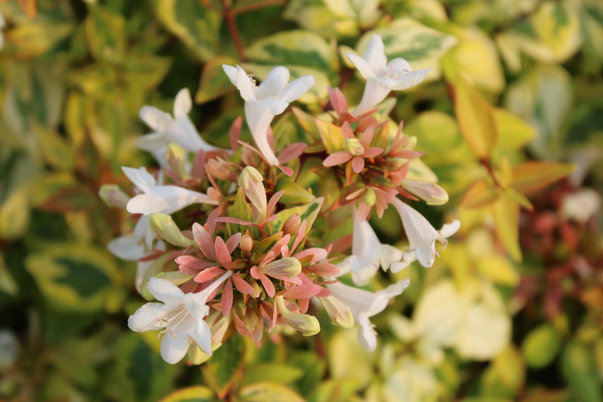Abelia Grandiflora Kaleidoscope - View 11 from www redcrocus com