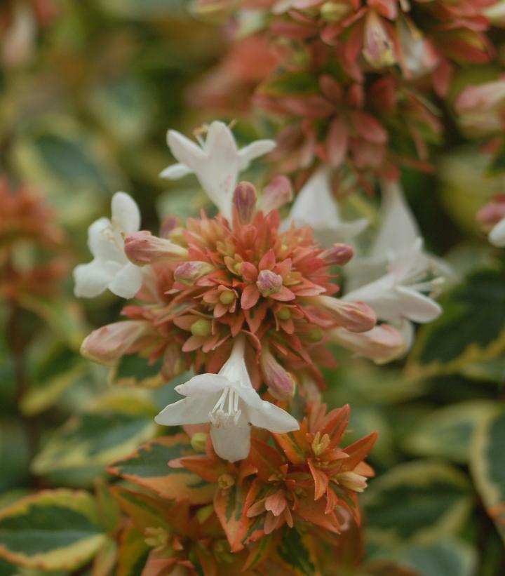 Abelia Grandiflora Kaleidoscope - View 13 from www redcrocus com