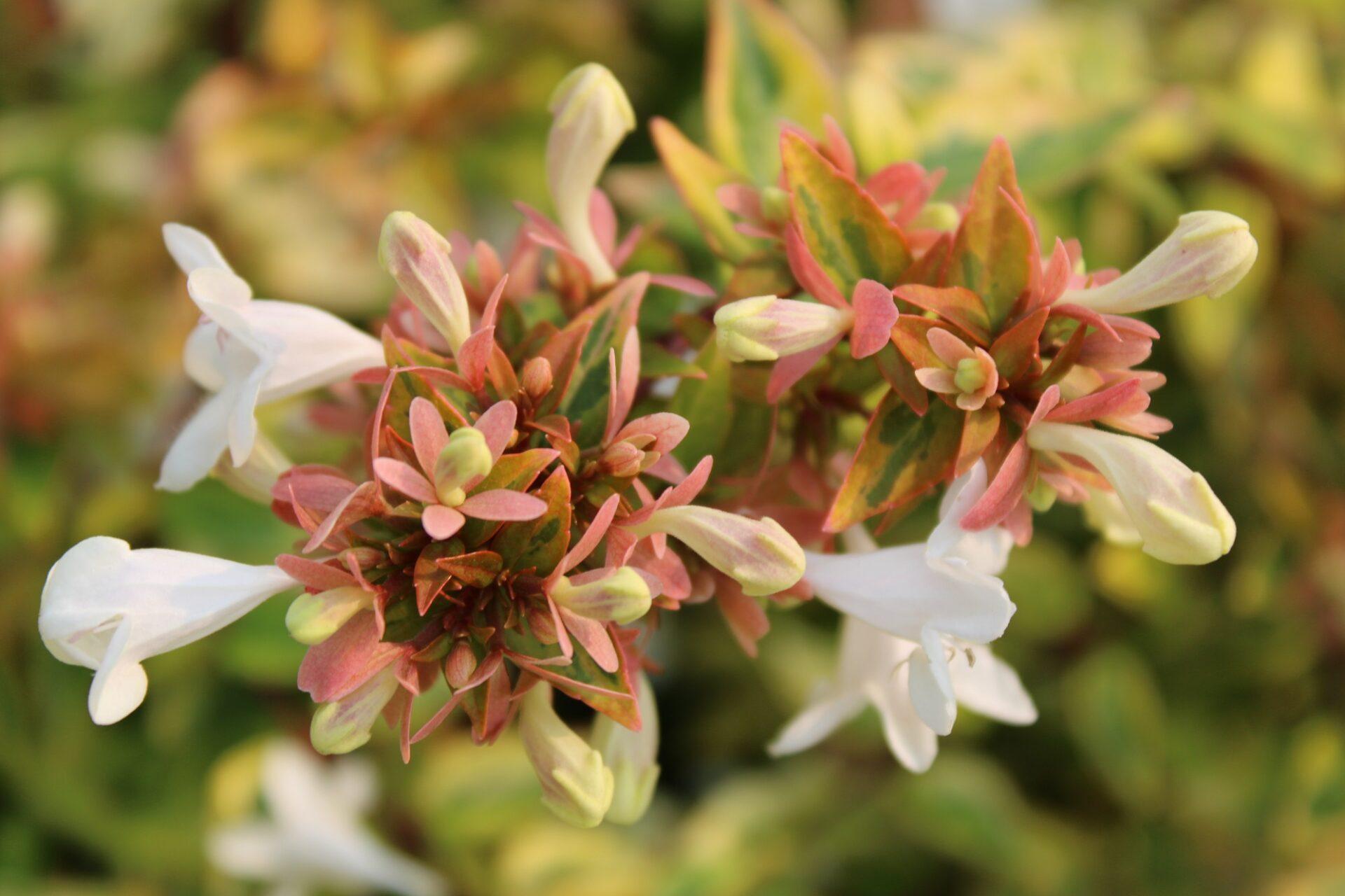 Abelia Grandiflora Kaleidoscope - View 14 from www redcrocus com