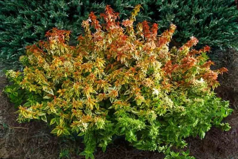 Abelia Grandiflora Kaleidoscope - View 15 from www redcrocus com