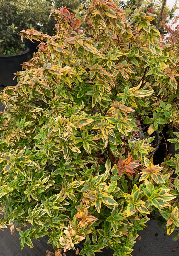 Abelia Grandiflora Kaleidoscope - View 16 from www redcrocus com