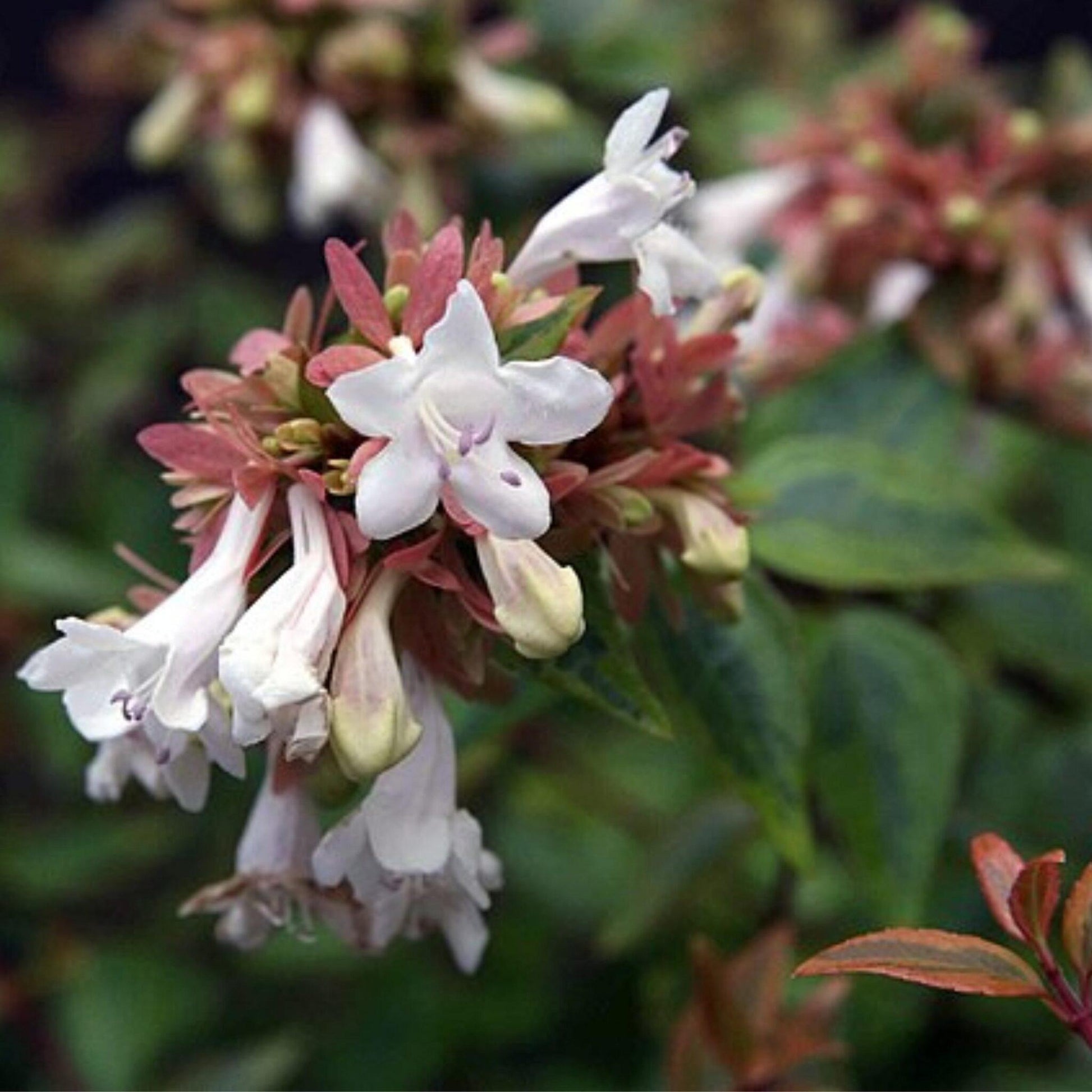 Abelia Grandiflora Kaleidoscope - View 17 from www redcrocus com