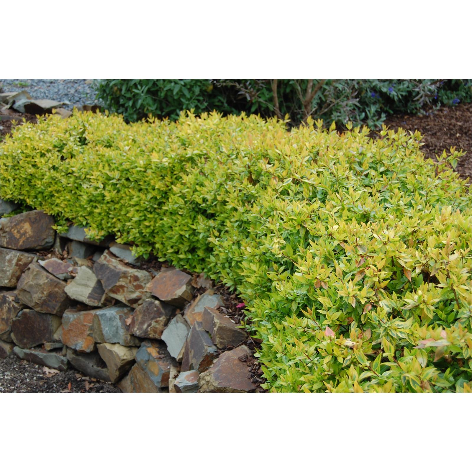 Abelia Grandiflora Kaleidoscope - View 18 from www redcrocus com