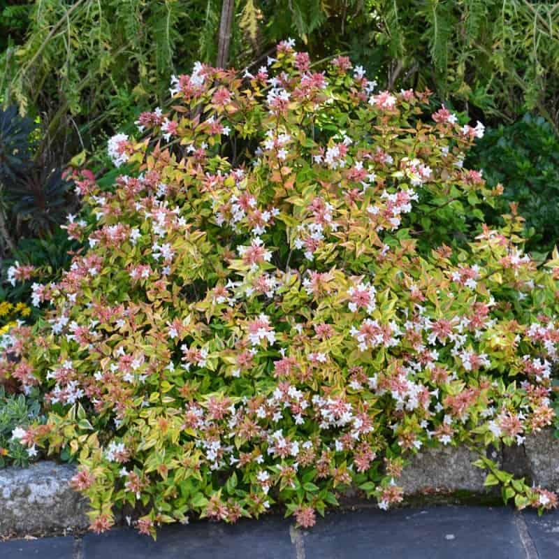 Abelia Grandiflora Kaleidoscope - View 1 from www redcrocus com