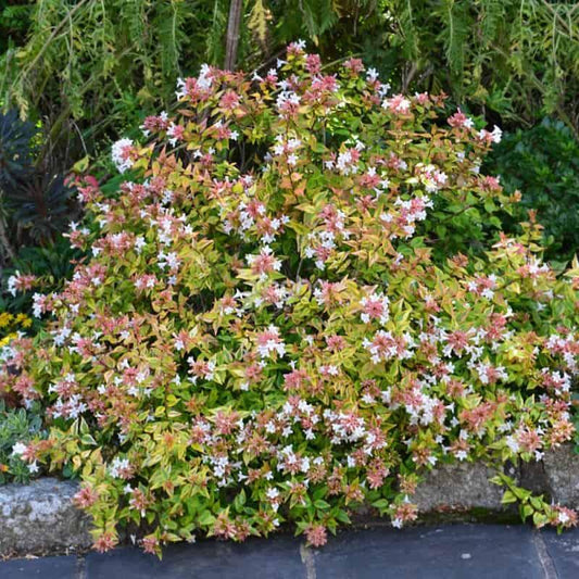 Abelia Grandiflora Kaleidoscope - View 1 from www redcrocus com