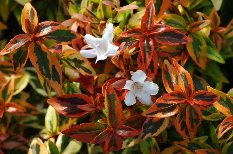 Abelia Grandiflora Kaleidoscope - View 6 from www redcrocus com