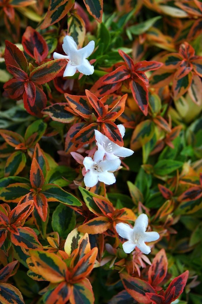 Abelia Grandiflora Kaleidoscope - View 7 from www redcrocus com