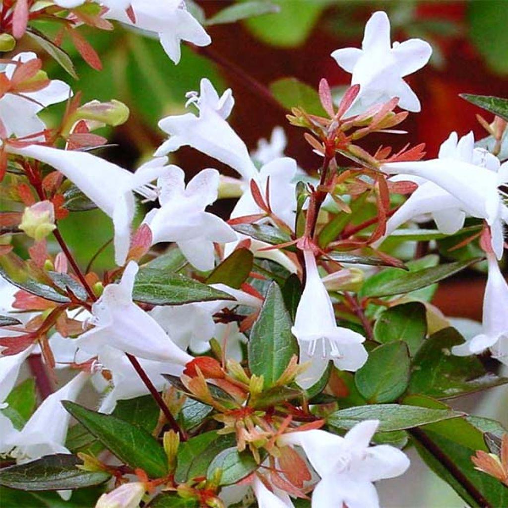 Abelia Grandiflora Kaleidoscope - View 8 from www redcrocus com