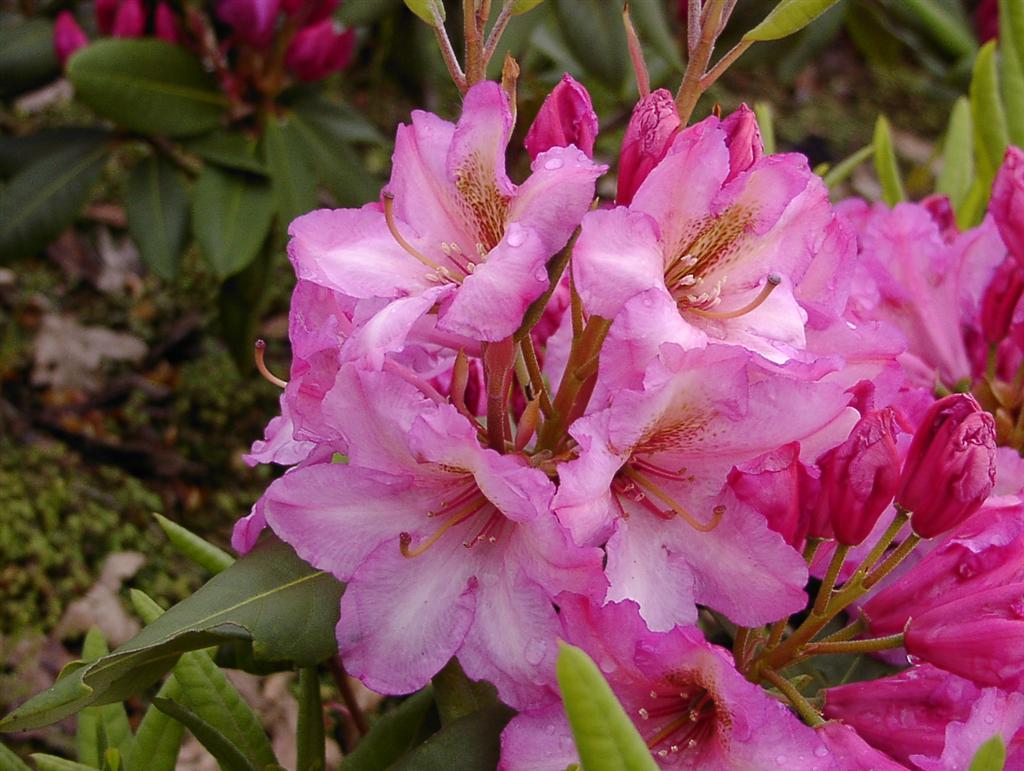 Rhododendron County Of York - View 10 from www redcrocus com