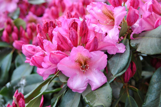 Rhododendron County Of York - View 11 from www redcrocus com