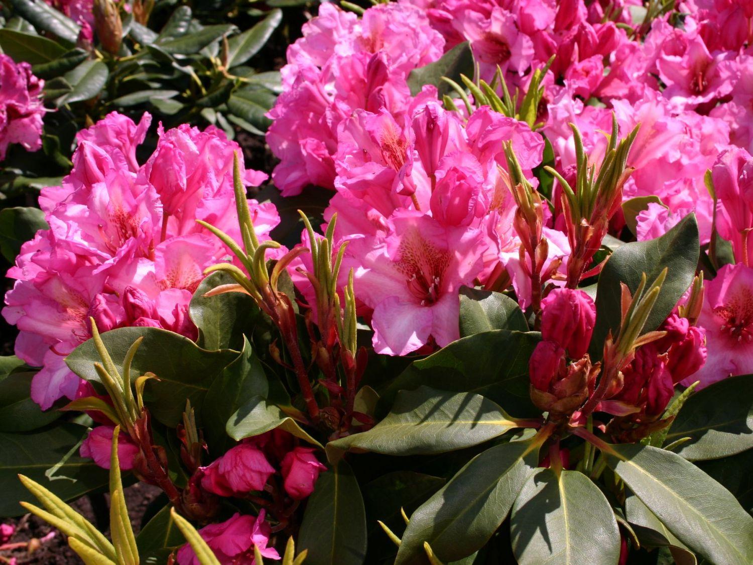 Rhododendron County Of York - View 12 from www redcrocus com