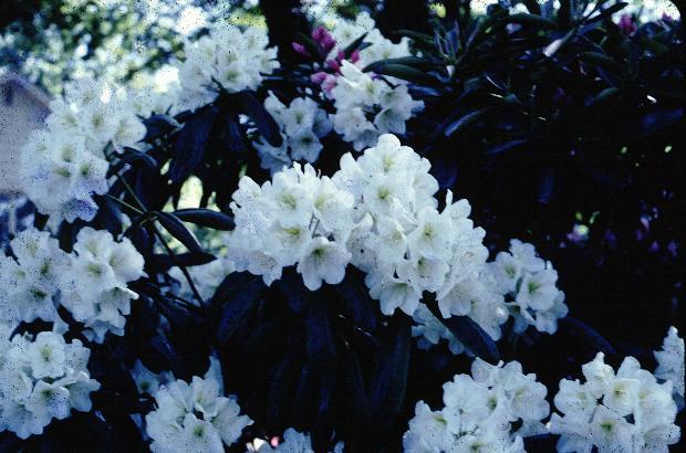Rhododendron County Of York - View 13 from www redcrocus com