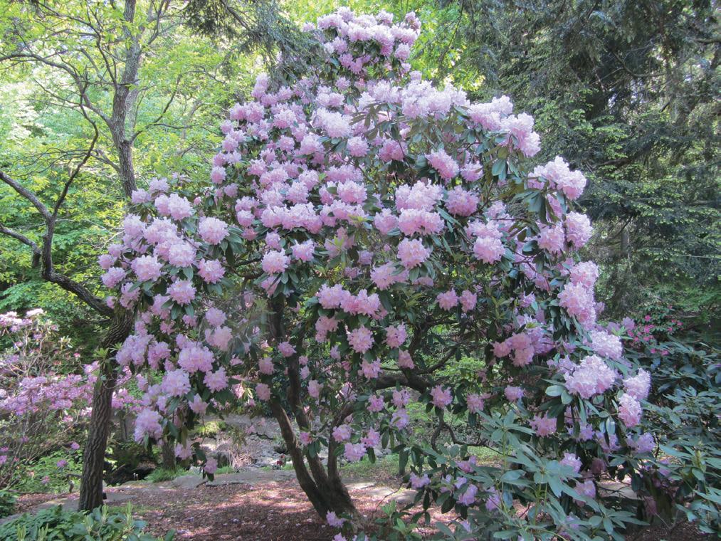 Rhododendron County Of York - View 14 from www redcrocus com