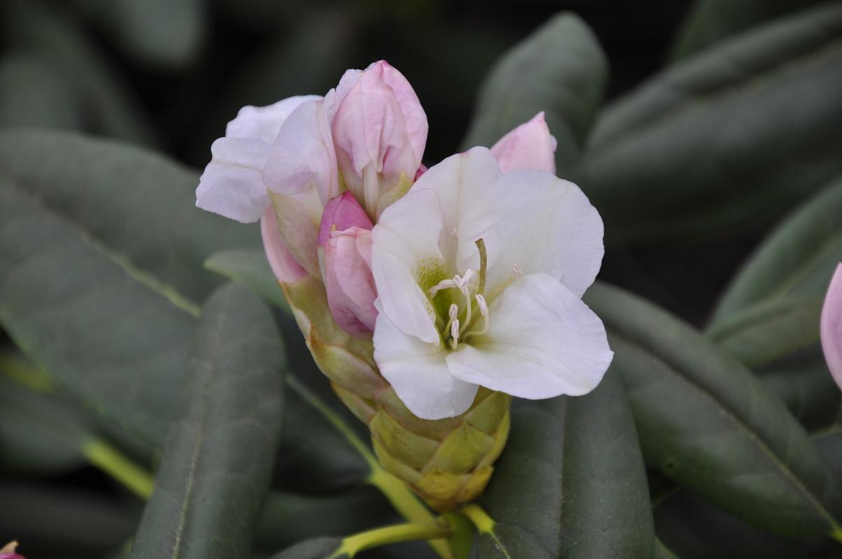 Rhododendron County Of York - View 2 from www redcrocus com