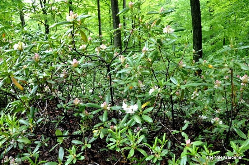Rhododendron County Of York - View 3 from www redcrocus com