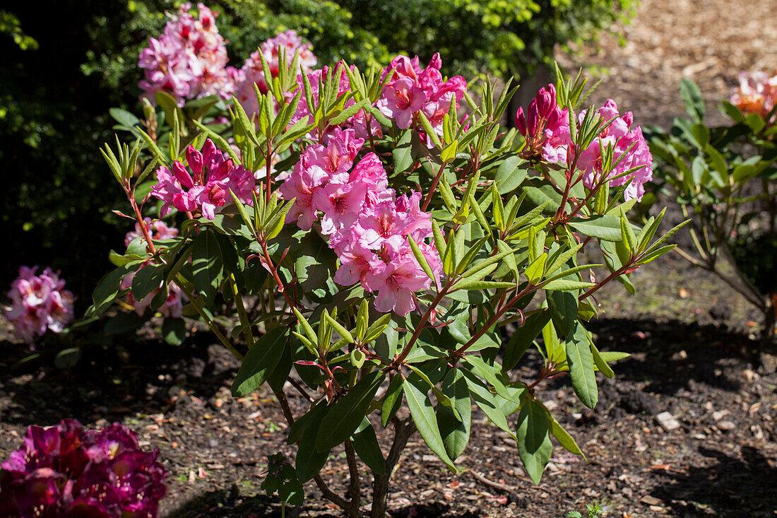 Rhododendron County Of York - View 4 from www redcrocus com