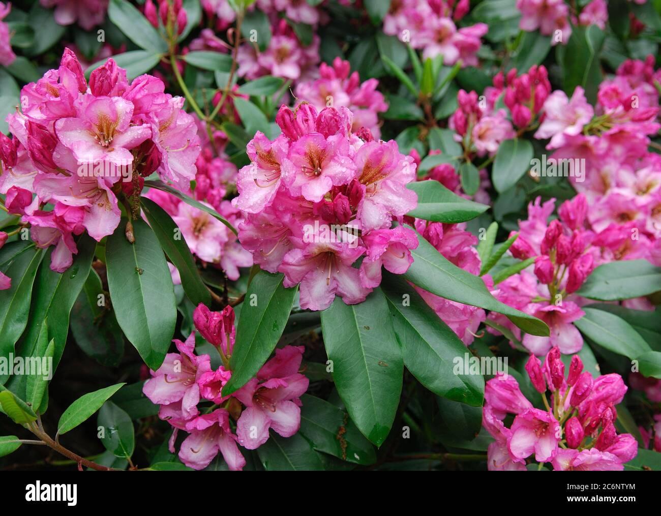 Rhododendron County Of York - View 5 from www redcrocus com