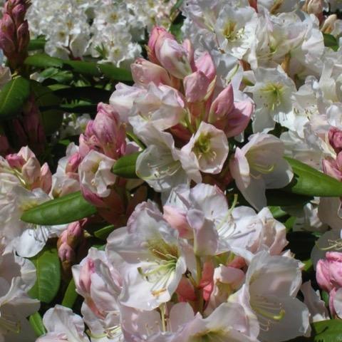 Rhododendron County Of York - View 6 from www redcrocus com
