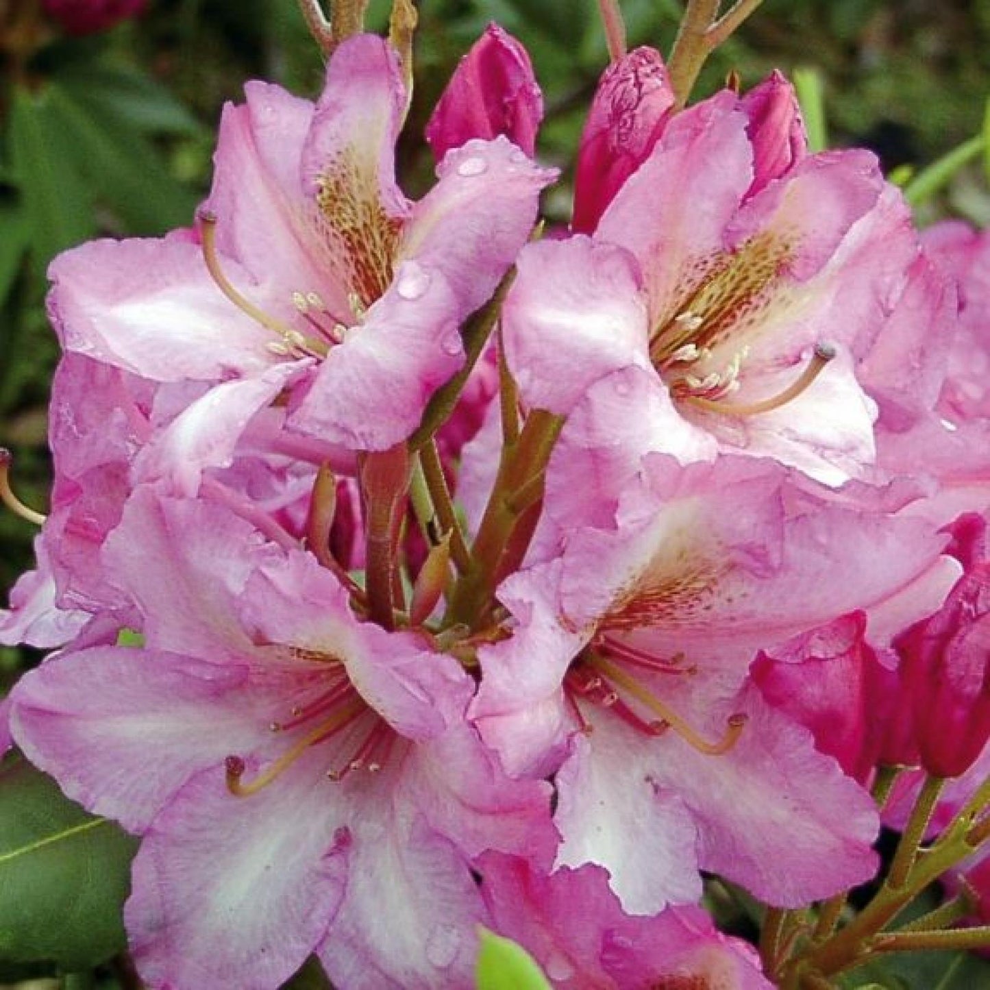 Rhododendron County Of York - View 8 from www redcrocus com
