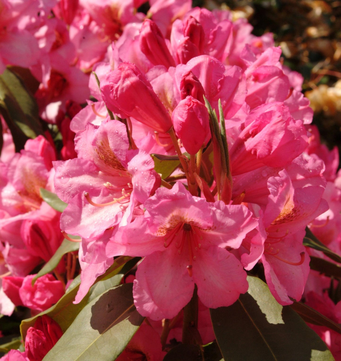 Rhododendron County Of York - View 9 from www redcrocus com
