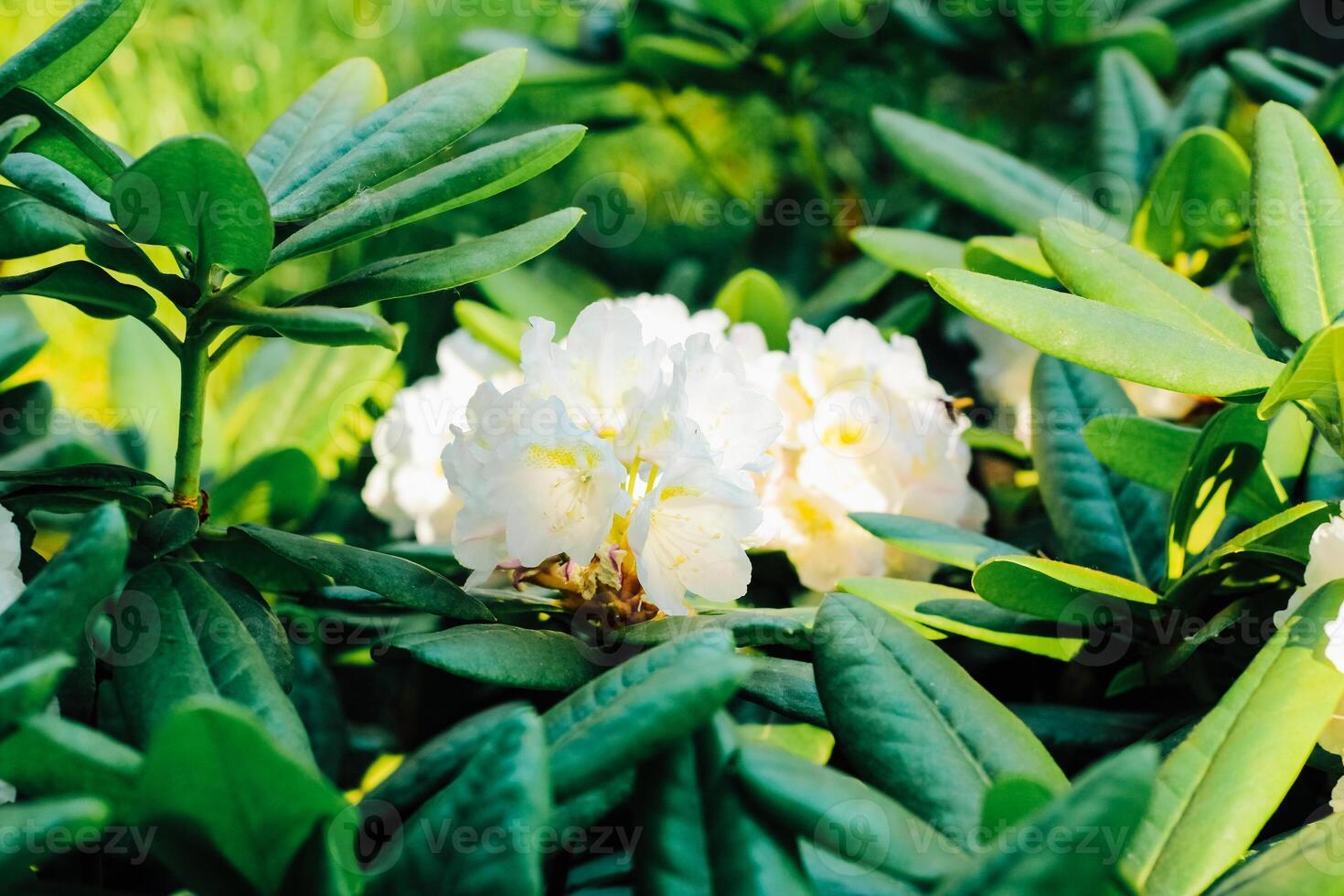 Rhododendron 'county Of York' - View 15 from www redcrocus com