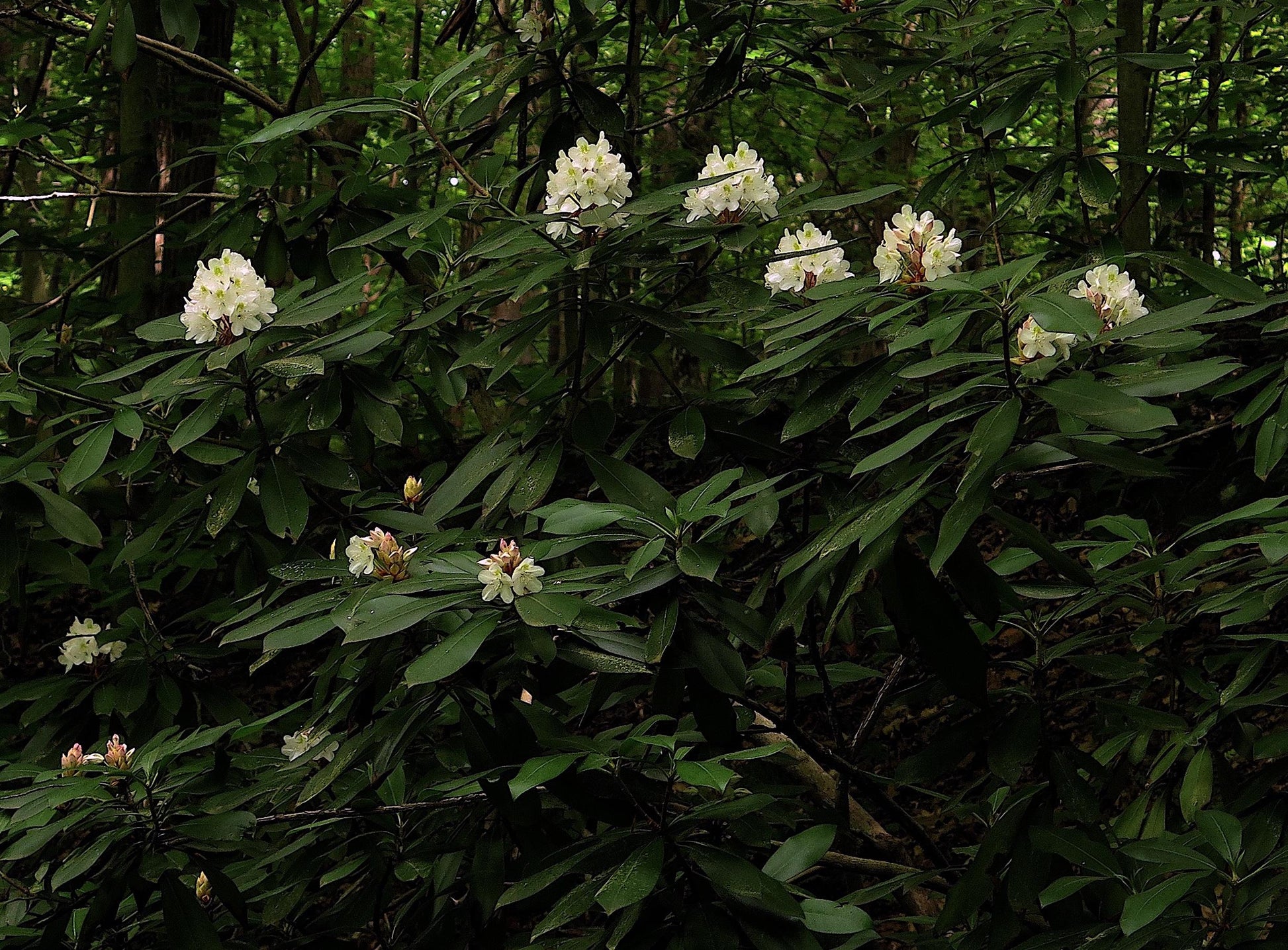 Rhododendron 'county Of York' - View 17 from www redcrocus com