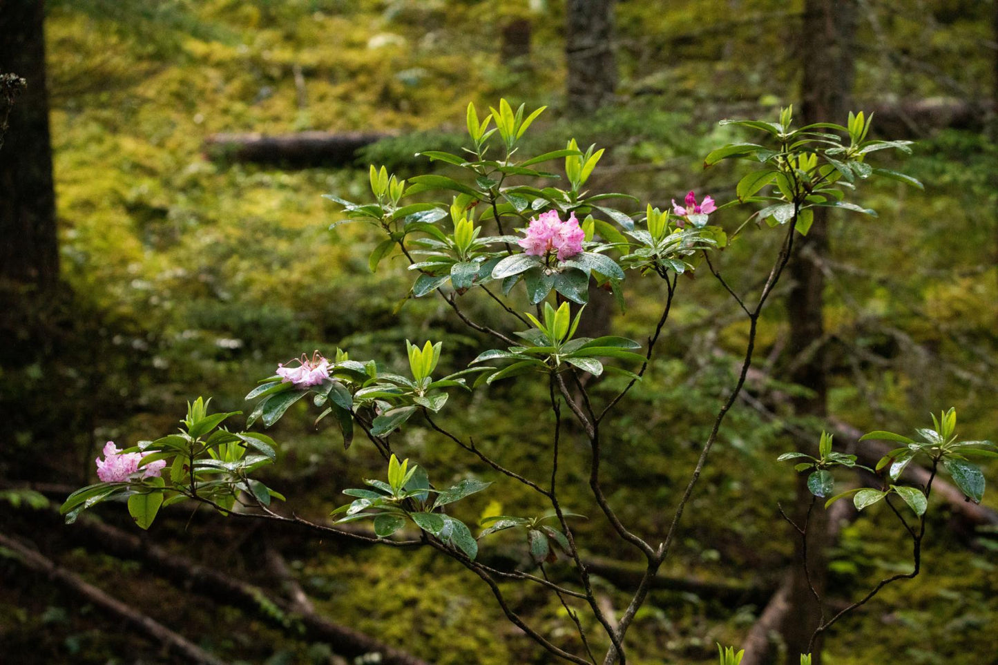 Rhododendron 'county Of York' - View 18 from www redcrocus com