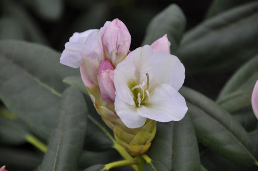 Rhododendron 'county Of York' - View 1 from www redcrocus com