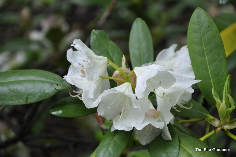 Rhododendron 'county Of York' - View 2 from www redcrocus com