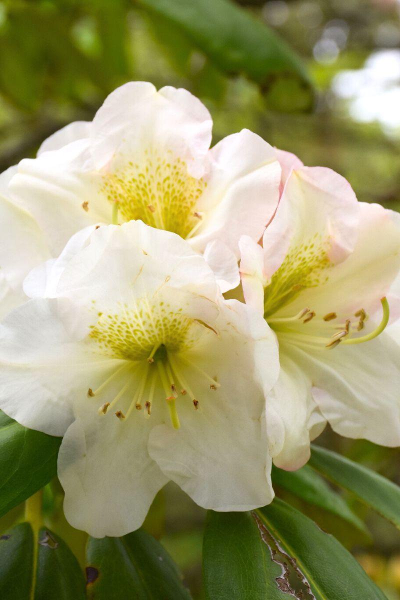 Rhododendron 'county Of York' - View 5 from www redcrocus com