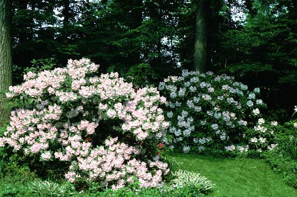 Rhododendron 'county Of York' - View 6 from www redcrocus com