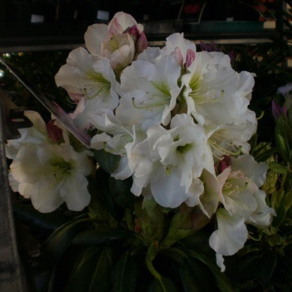 Rhododendron 'county Of York' - View 8 from www redcrocus com