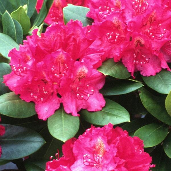 Rhododendron Pearce S American Beauty - View 12 from www redcrocus com