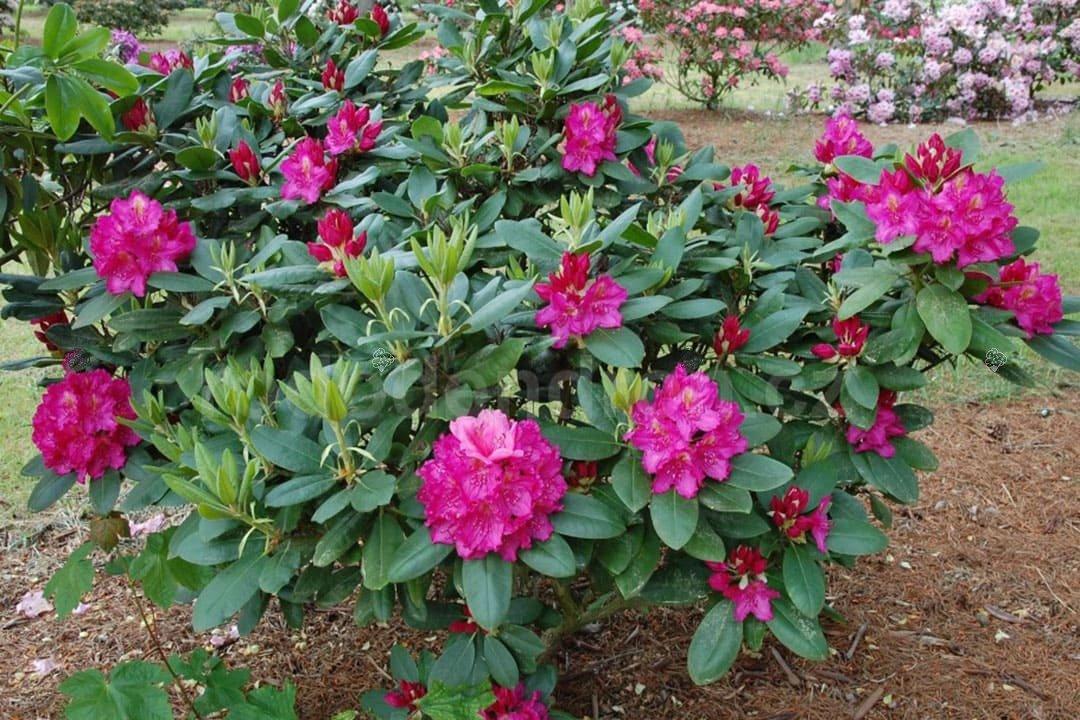 Rhododendron Pearce S American Beauty - View 18 from www redcrocus com