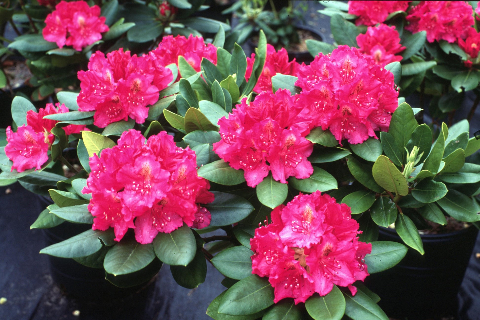Rhododendron Pearce S American Beauty - View 2 from www redcrocus com