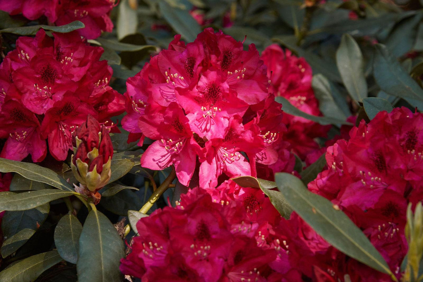 Rhododendron Pearce S American Beauty - View 6 from www redcrocus com