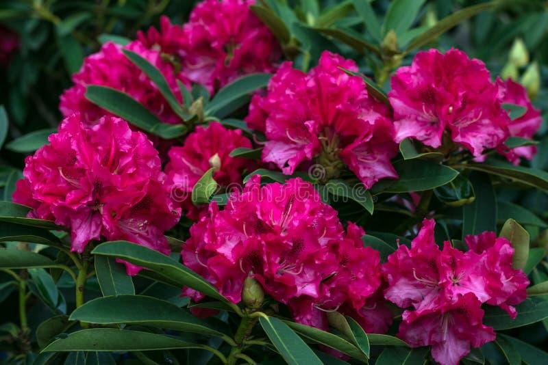 Rhododendron Pearce S American Beauty - View 8 from www redcrocus com