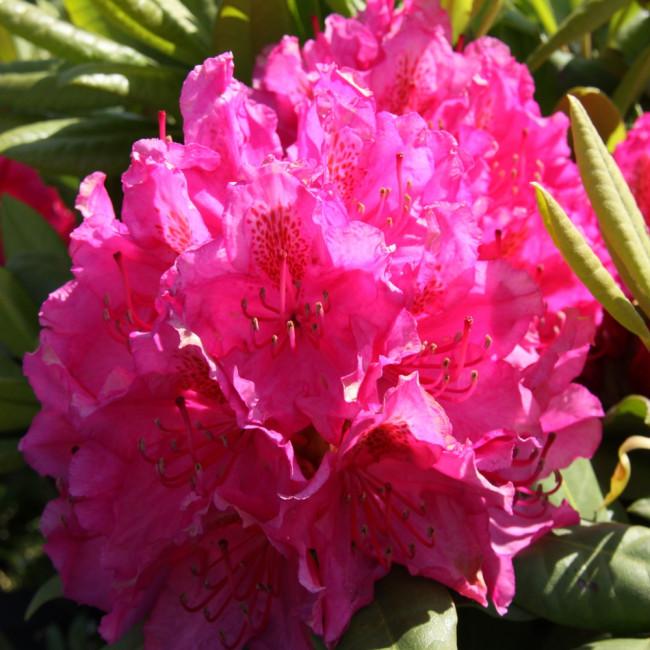 Rhododendron Pearce S American Beauty - View 13 from www redcrocus com