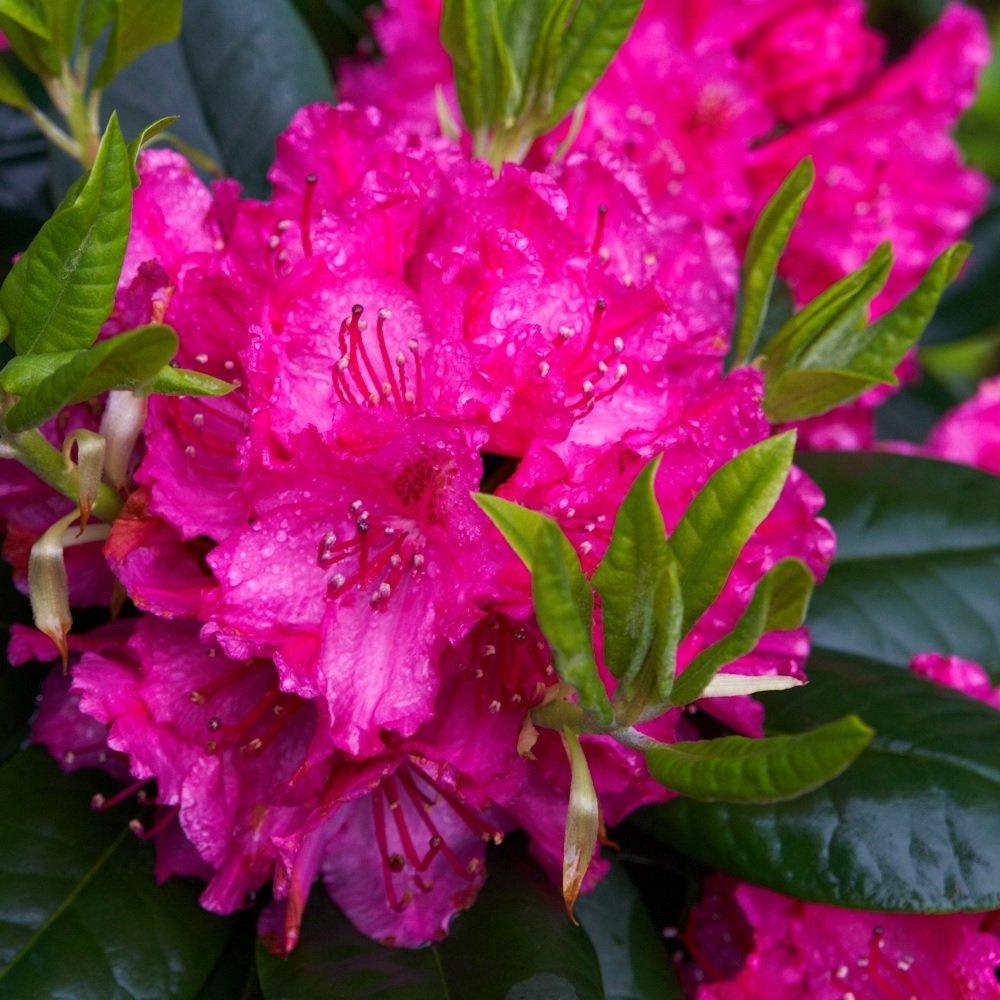 Rhododendron Pearce S American Beauty - View 14 from www redcrocus com