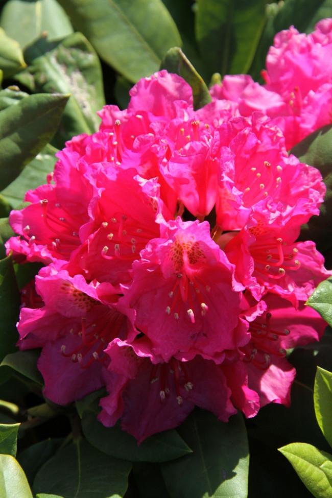 Rhododendron Pearce S American Beauty - View 17 from www redcrocus com