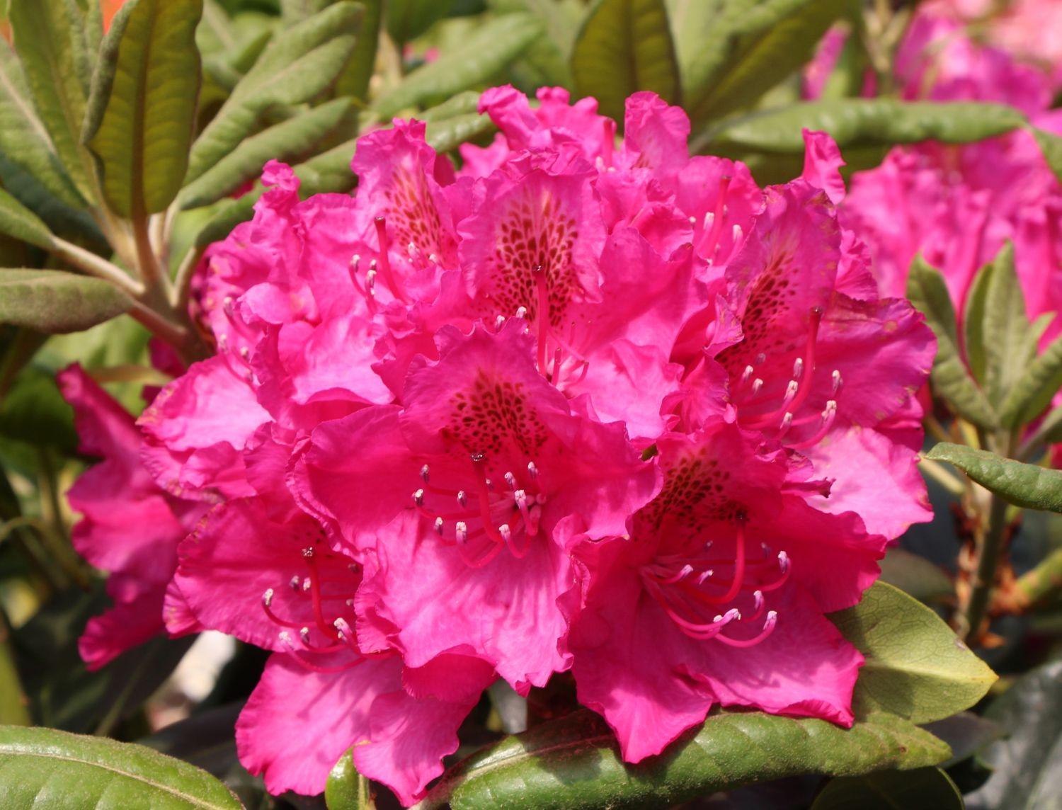 Rhododendron Pearce S American Beauty - View 1 from www redcrocus com