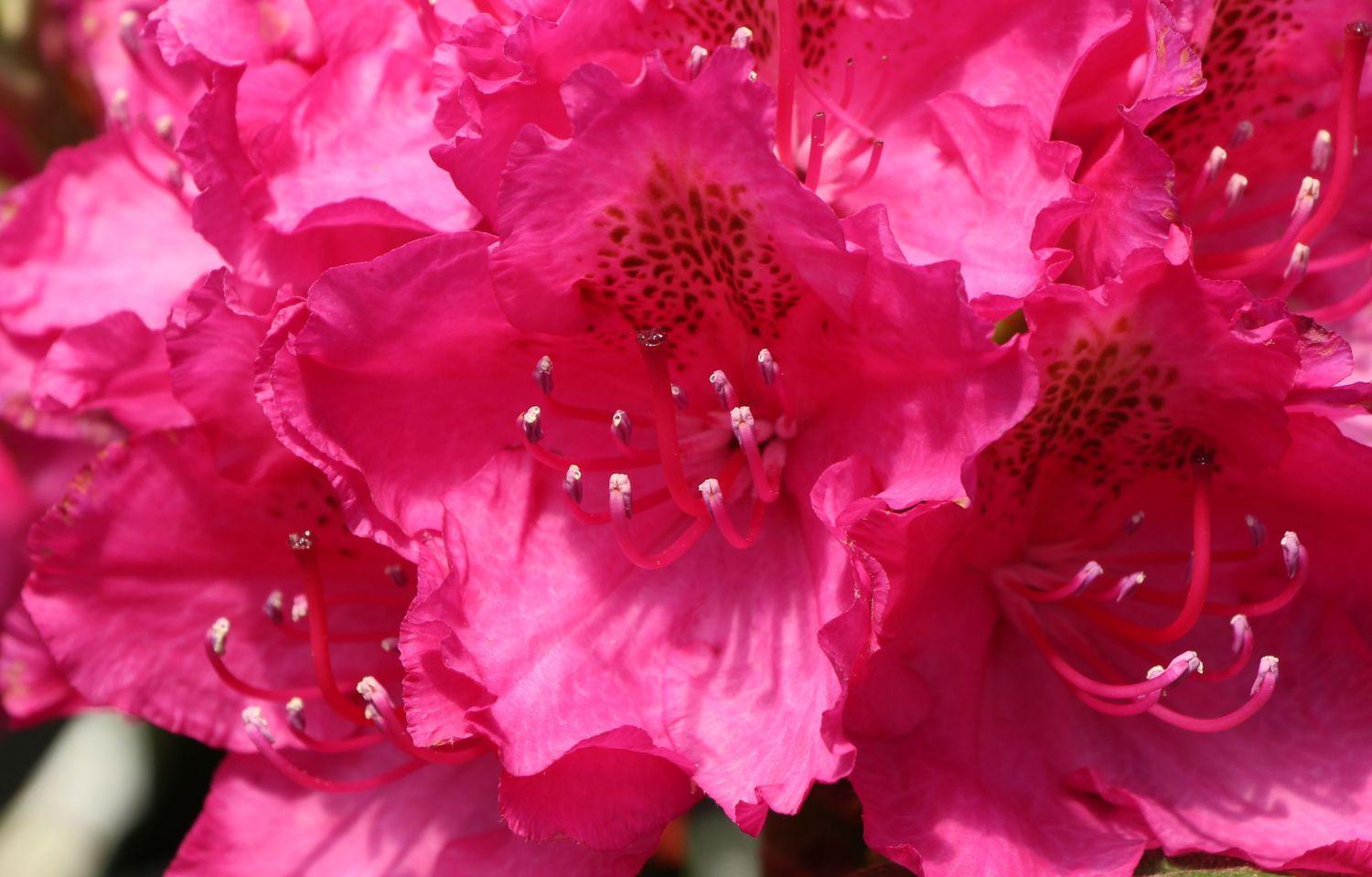 Rhododendron Pearce S American Beauty - View 4 from www redcrocus com