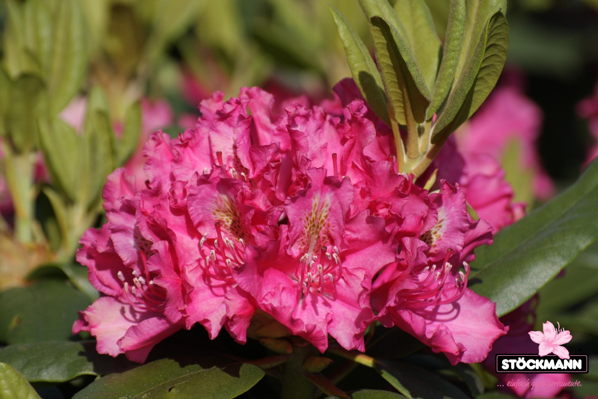 Rhododendron Pearce S American Beauty - View 7 from www redcrocus com